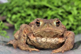 Серая жаба (Обыкновенная буфо-буфо) Жаба обыкновенная
