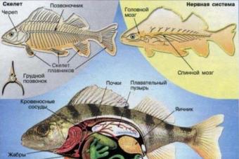Многообразие рыб: форма, размер, цвет